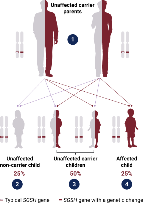 Illustration depicting how MPS IIIA is inherited in what’s called an autosomal recessive manner from unaffected carrier parents
